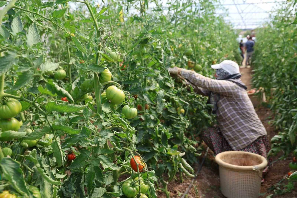 Saimbeyli'de baba-kız bin 500 rakımda domates serası kurdu