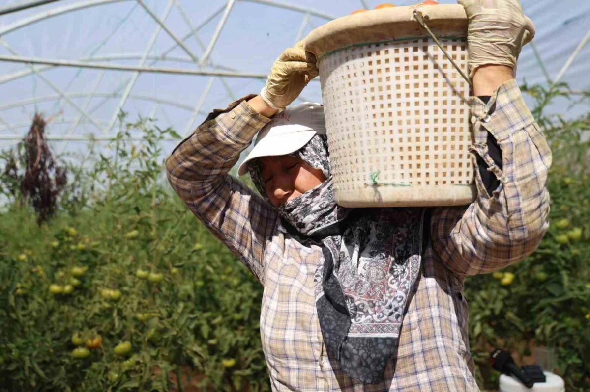 Saimbeyli'de baba-kız bin 500 rakımda domates serası kurdu