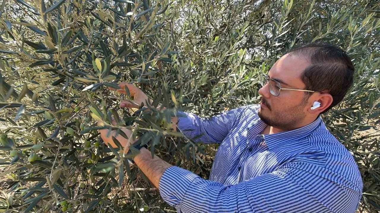ABD gümrük vergisi kararı zeytinyağı sektörünü zorluyor