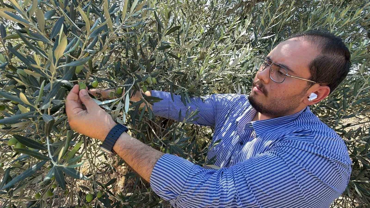 ABD gümrük vergisi kararı zeytinyağı sektörünü zorluyor