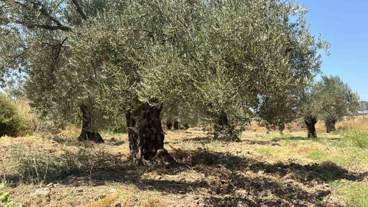 ABD gümrük vergisi kararı zeytinyağı sektörünü zorluyor