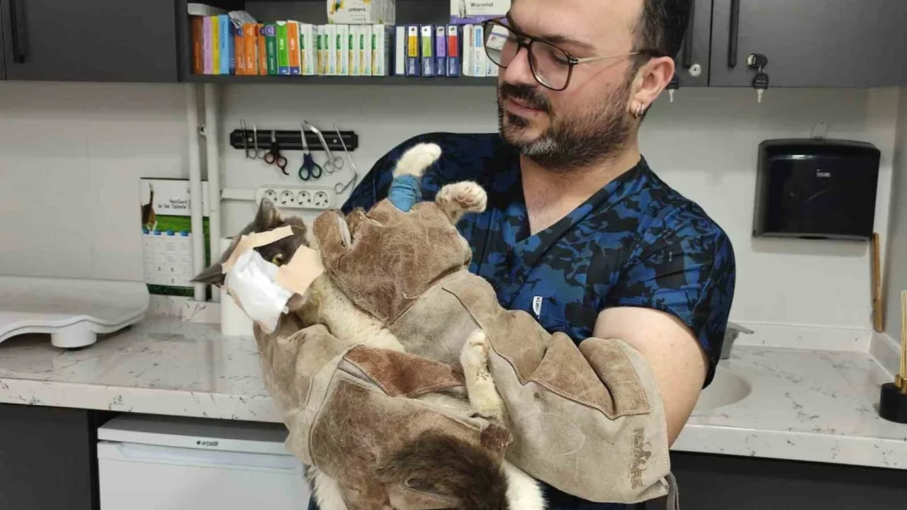 Keşan'da tümör alınan kedinin yüzüne canlı deri flebi taşındı