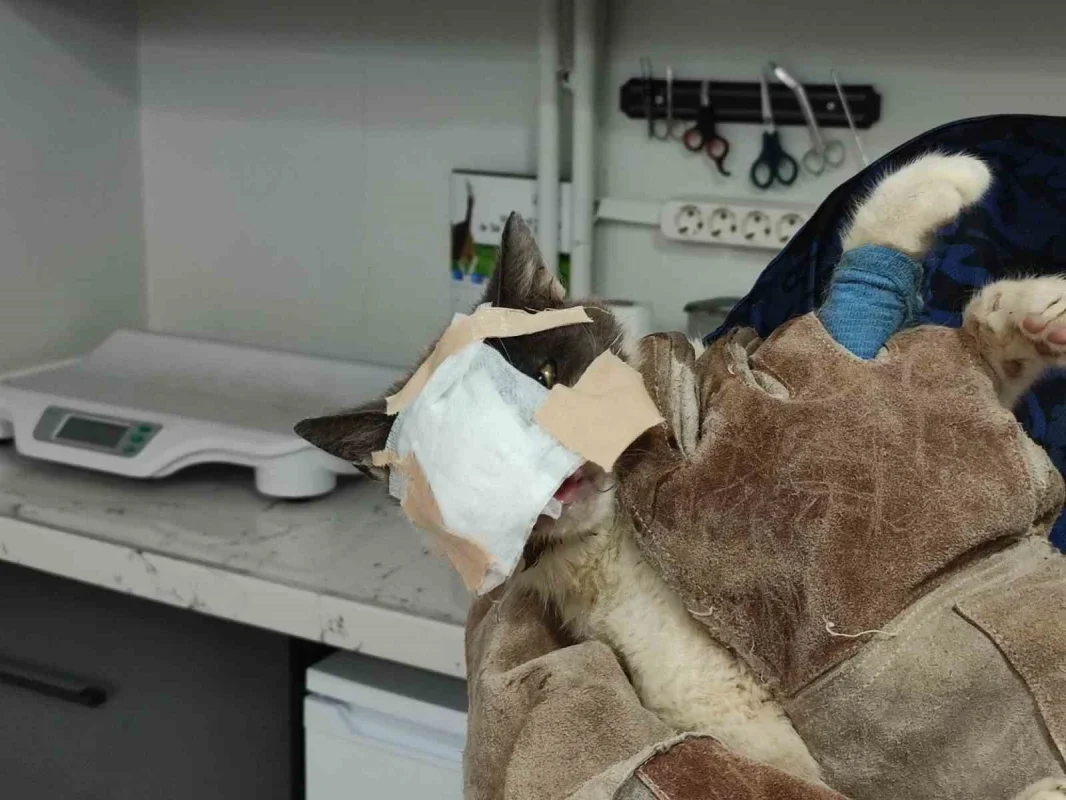 Keşan'da tümör alınan kedinin yüzüne canlı deri flebi taşındı