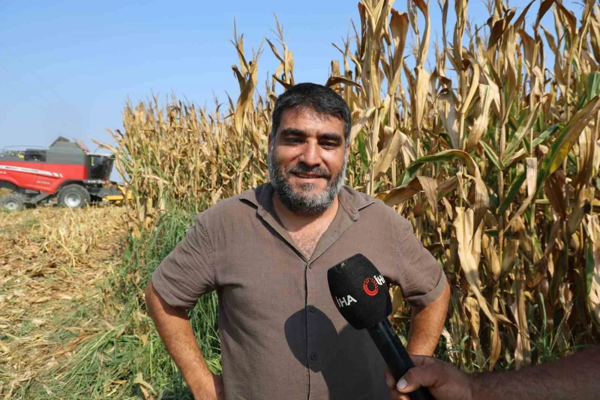 Adana Kozan'da sel vurdu: Mısır hasadında verim düştü