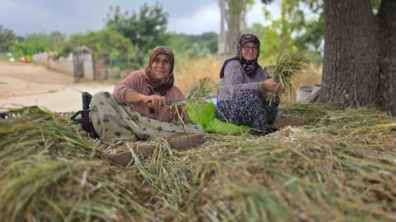 Bandırma'da pırasa üretiminde yeniden dikim mesaisi sürüyor