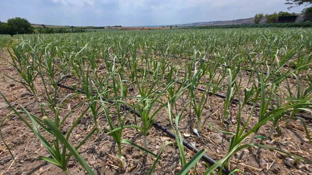 Bandırma'da pırasa üretiminde yeniden dikim mesaisi sürüyor