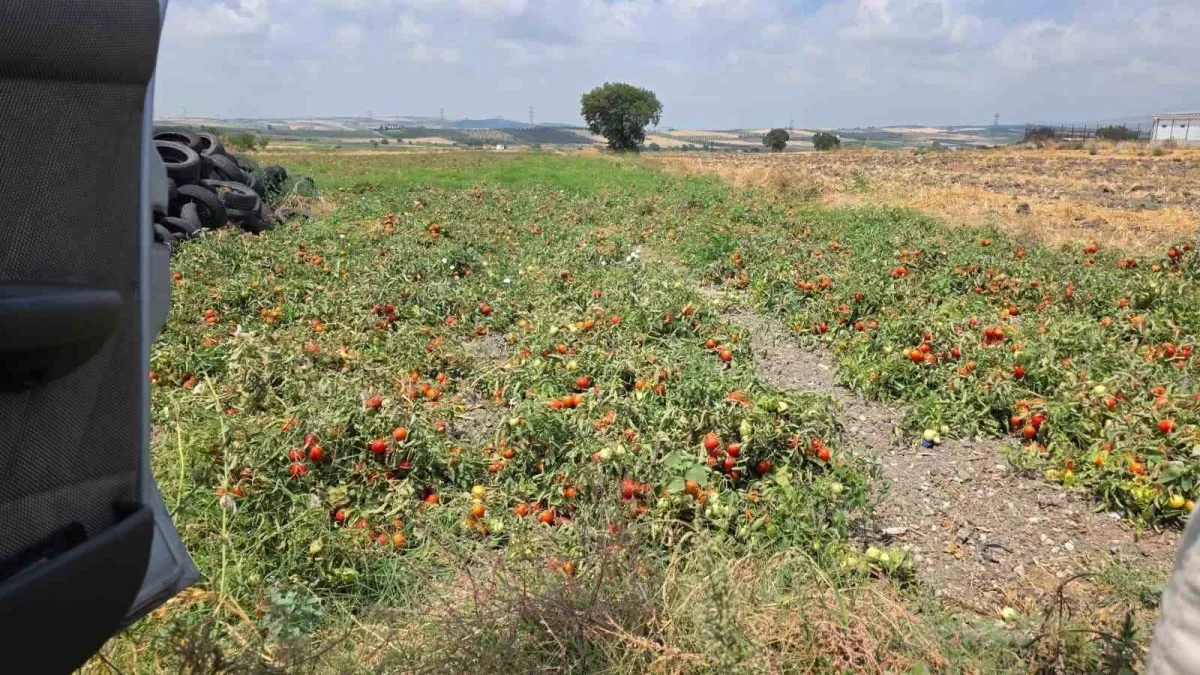 Bandırma'da pırasa üretiminde yeniden dikim mesaisi sürüyor