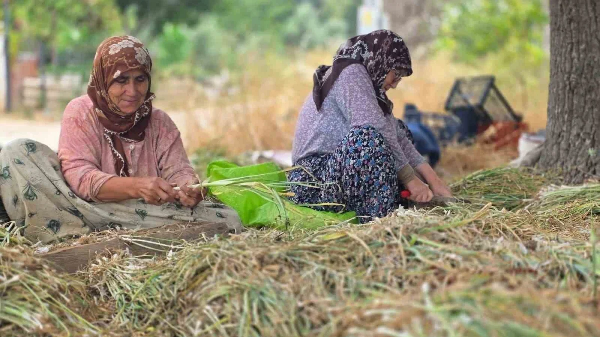 Bandırma'da pırasa üretiminde yeniden dikim mesaisi sürüyor