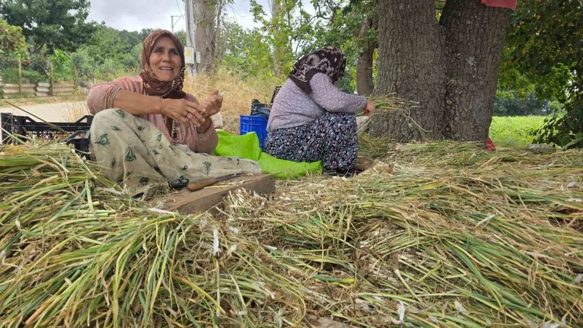 Bandırma'da pırasa üretiminde yeniden dikim mesaisi sürüyor