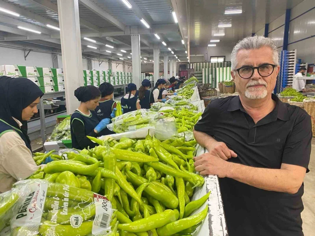 Bursa siyah inciri ve Yenişehir biberine Avrupa'dan yoğun talep