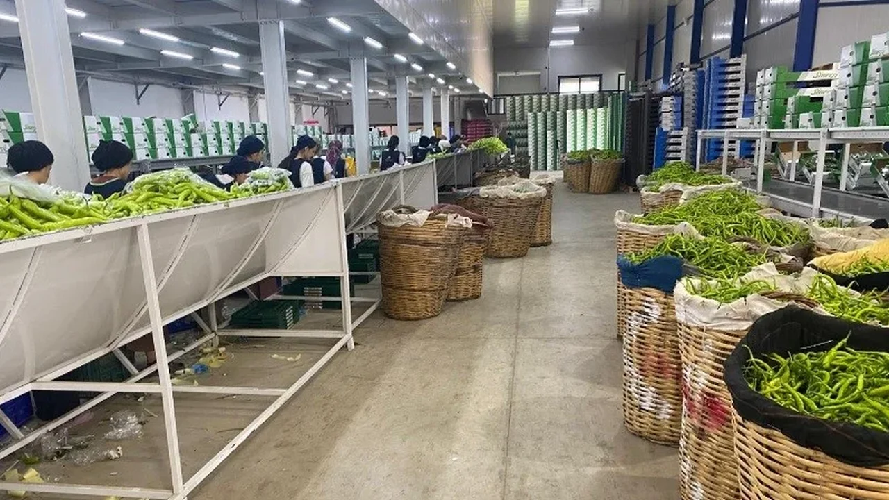 Bursa siyah inciri ve Yenişehir biberine Avrupa'dan yoğun talep