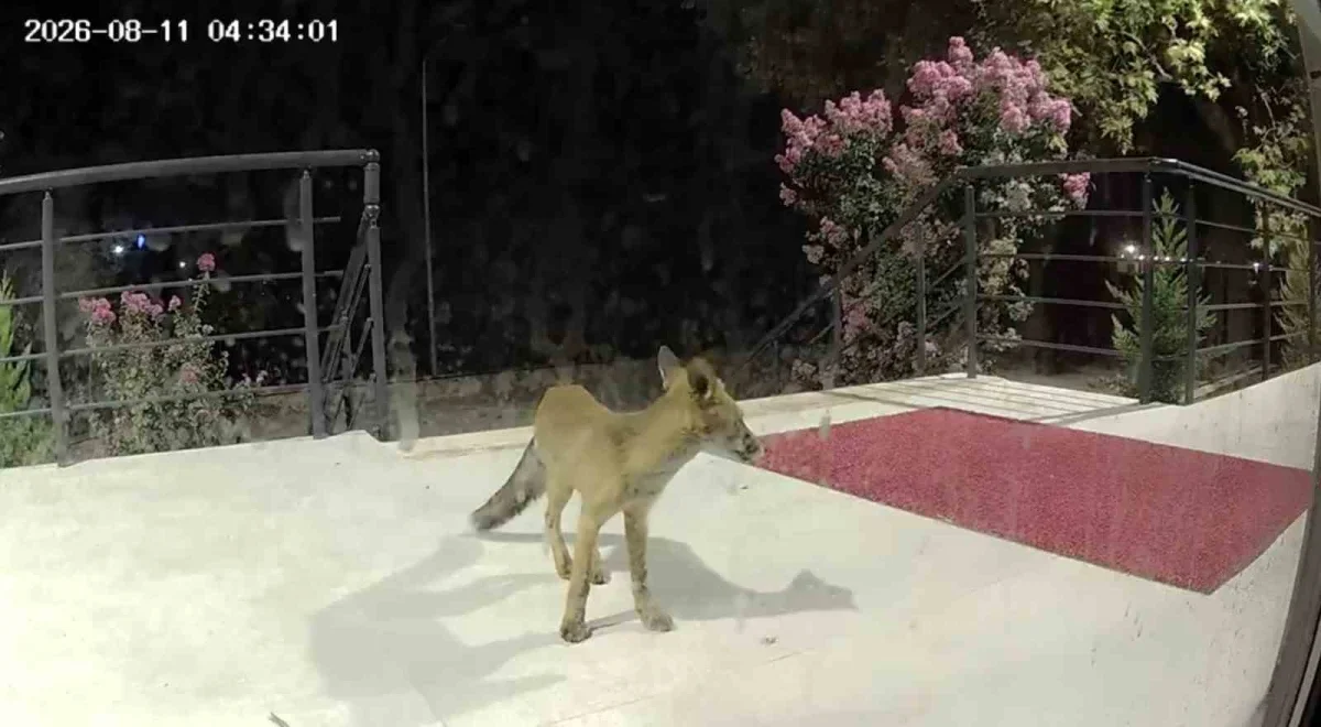 ÇOMÜ Öğrenci Destek Merkezi'ne gece gelen tilki kamerada
