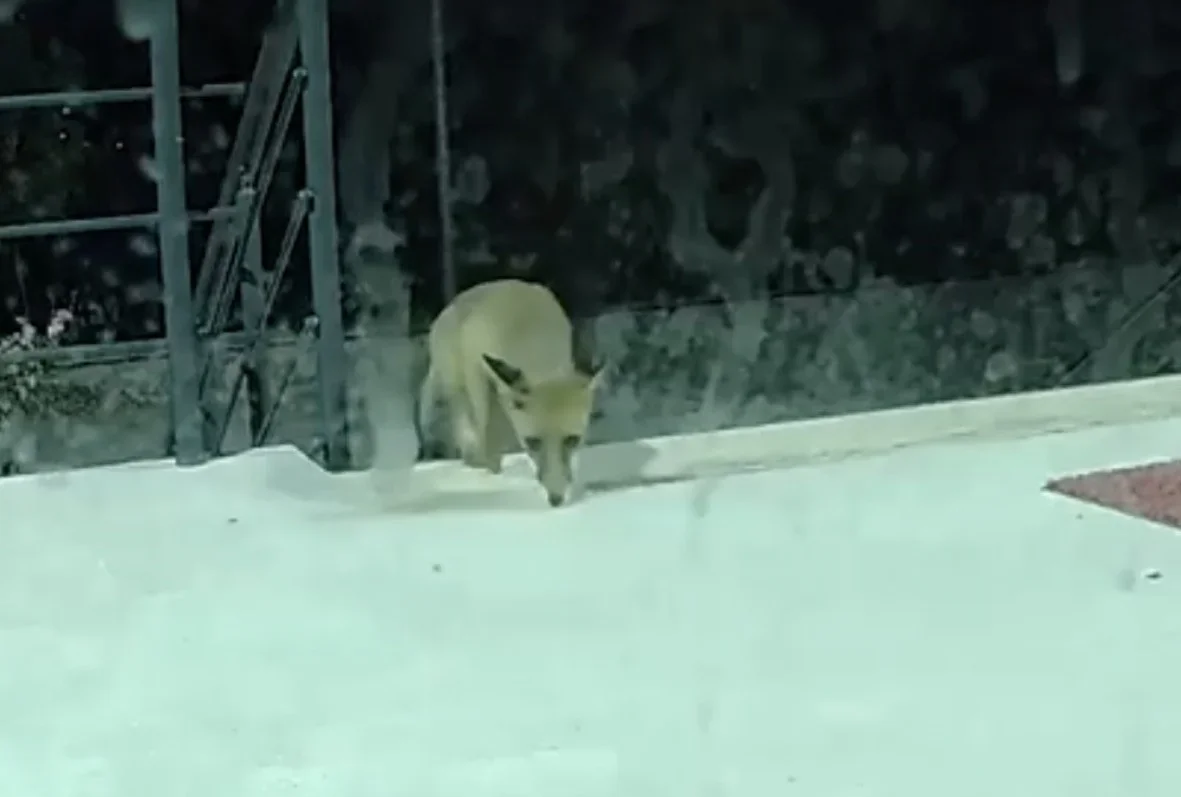 ÇOMÜ Öğrenci Destek Merkezi'ne gece gelen tilki kamerada