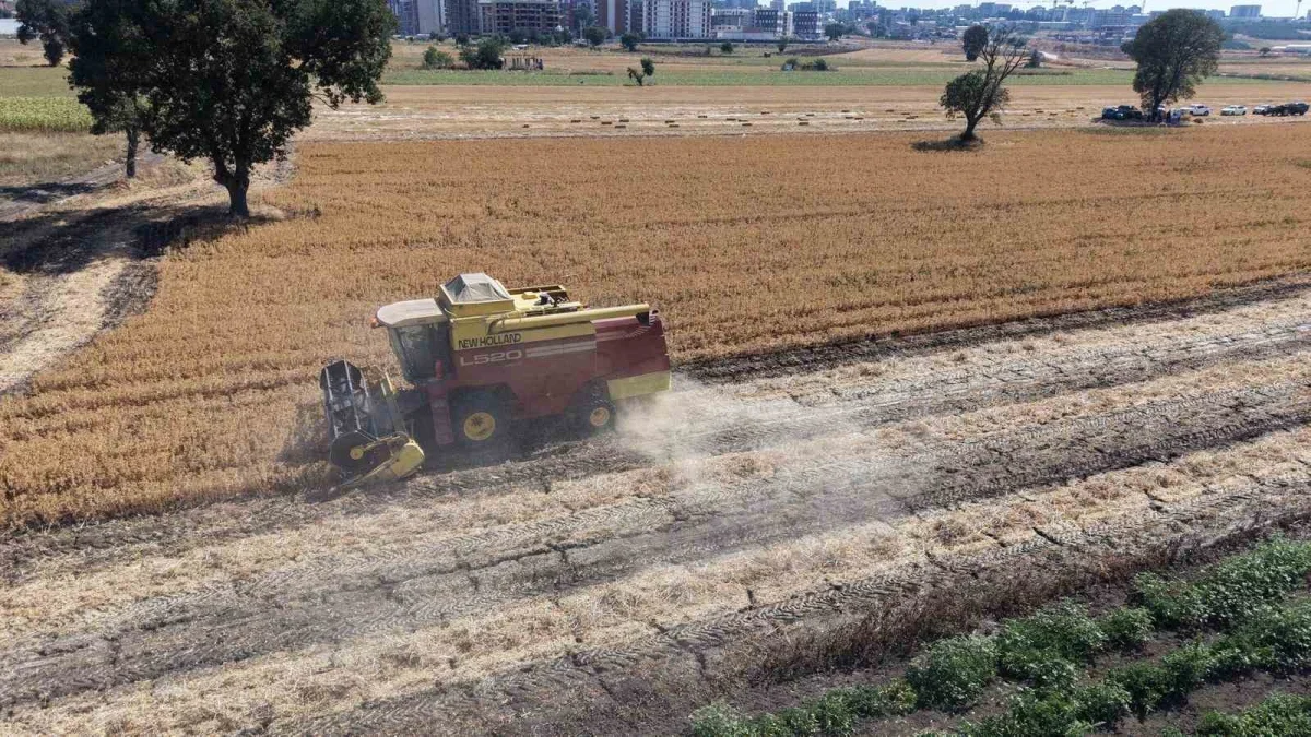 Nilüfer'de aspir hasadı yapıldı: Kuraklığa dayanıklı alternatif ürün
