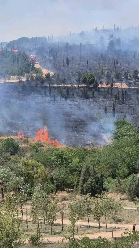 Kocaeli Gebze'de orman yangını 1,5 saatte söndürüldü