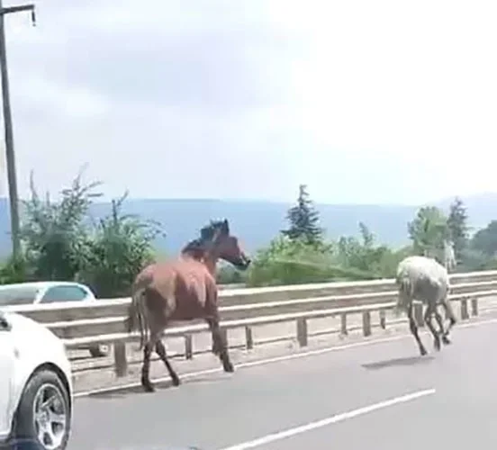 İnegöl'de başıboş atlar trafikte araçlarla yarıştı