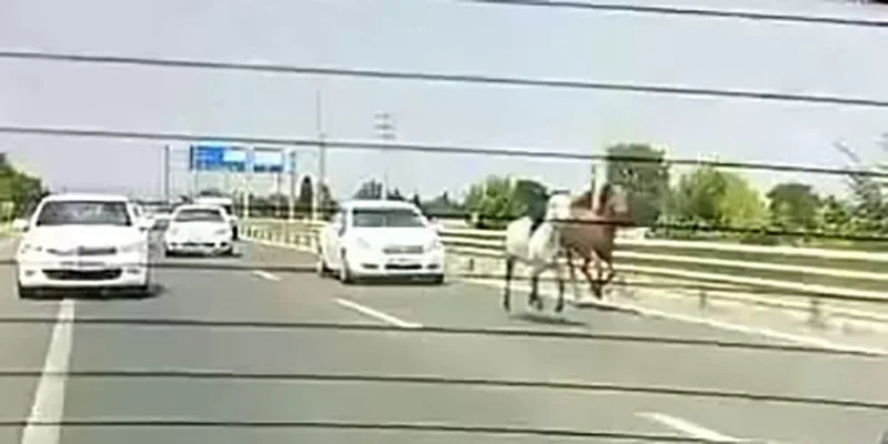 İnegöl'de başıboş atlar trafikte araçlarla yarıştı