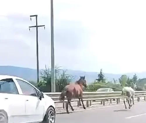 İnegöl'de başıboş atlar trafikte araçlarla yarıştı