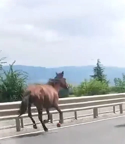 İnegöl'de başıboş atlar trafikte araçlarla yarıştı