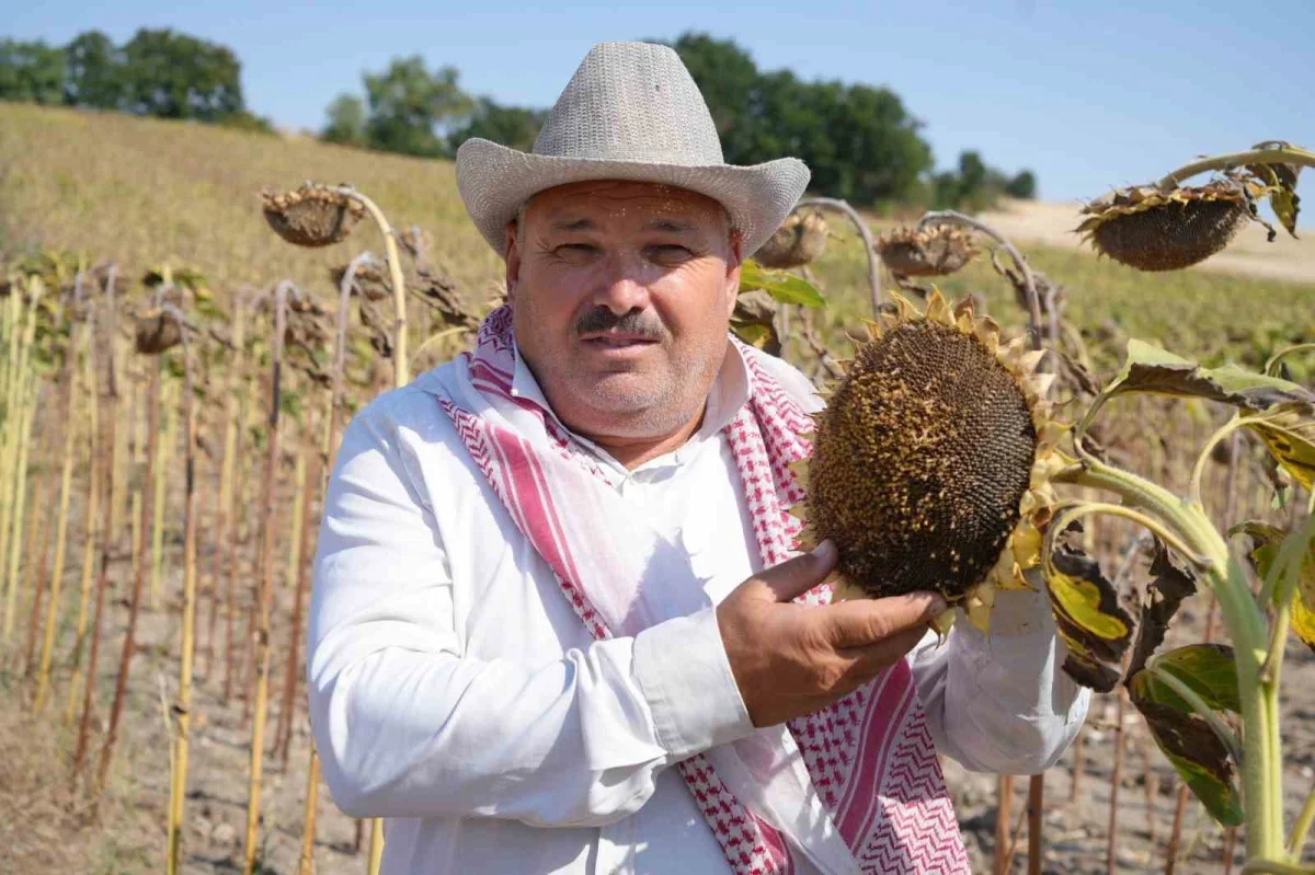 Edirne'de ayçiçeği verimi yağışlarla arttı, çiftçi umutlu