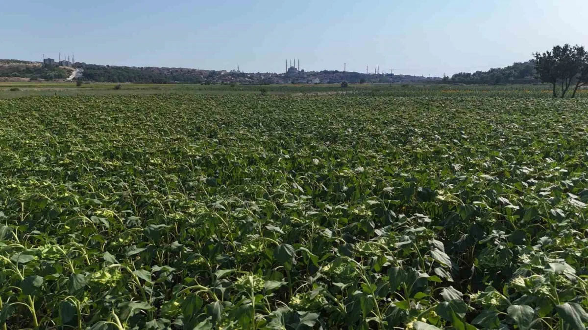 Edirne'de ayçiçeği verimi yağışlarla arttı, çiftçi umutlu