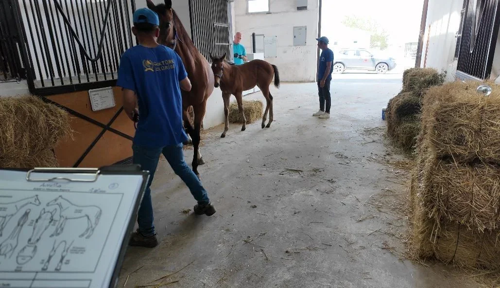 Tekirdağ Saray'da Arap ve İngiliz taylara DNA'lı kimlik