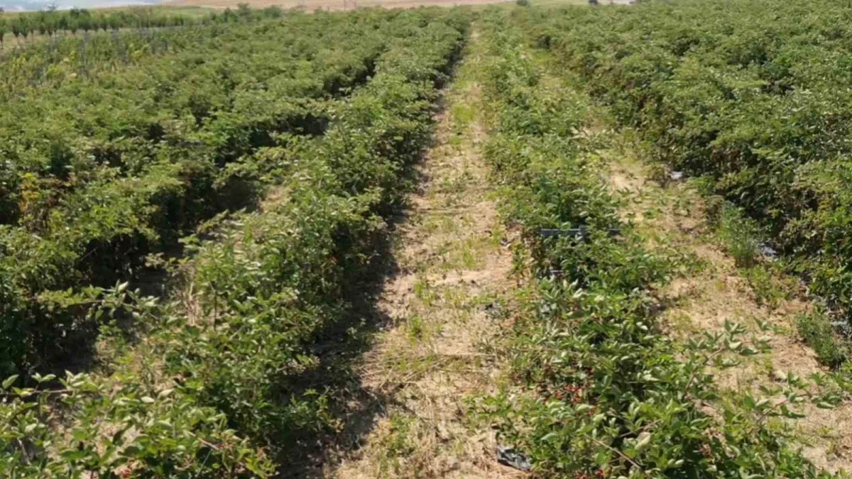 Tekirdağ'da böğürtlen üretimi ihracat hedefiyle büyüyor