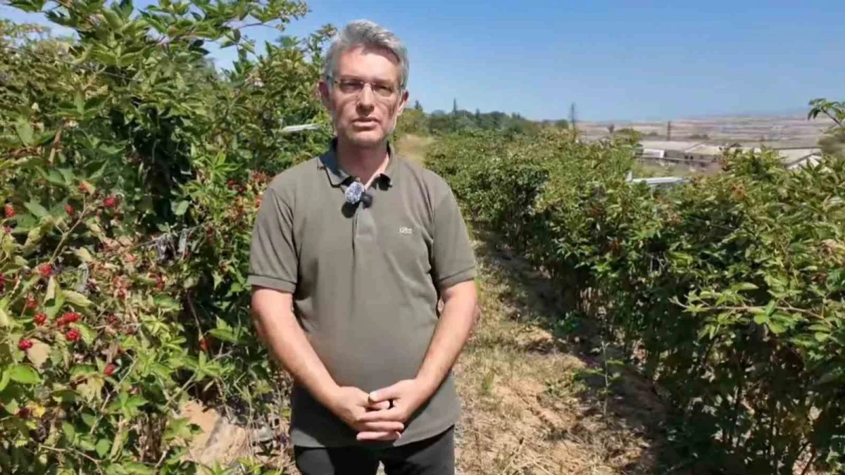 Tekirdağ'da böğürtlen üretimi ihracat hedefiyle büyüyor