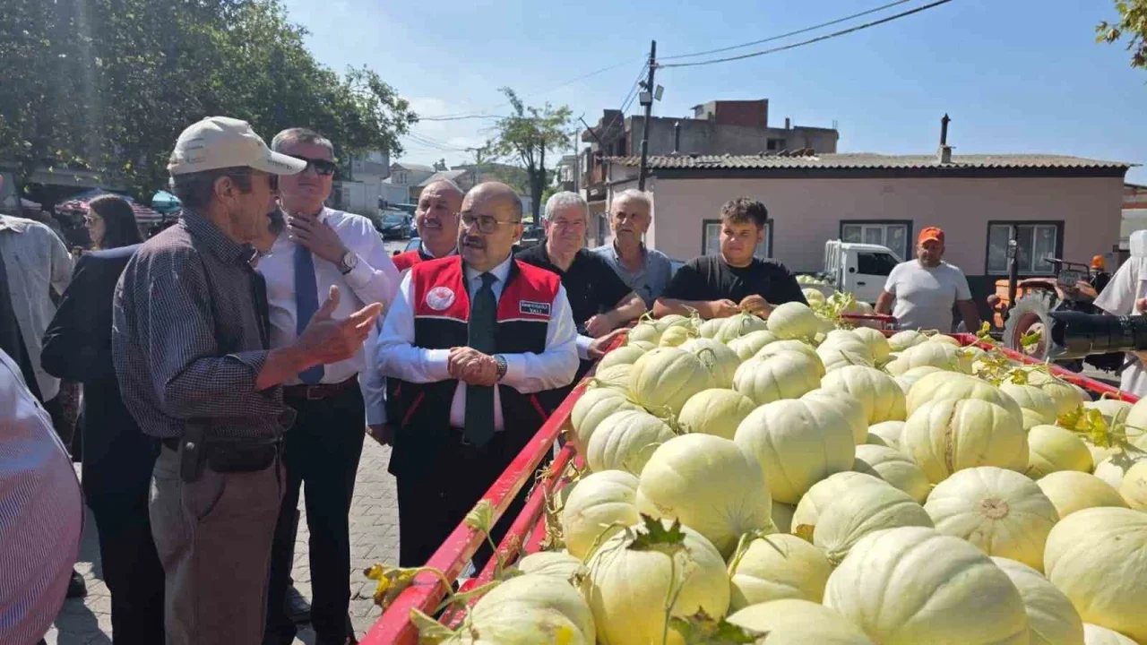 Balıkesir'de ata tohumlu beyaz kavun hasadı başladı