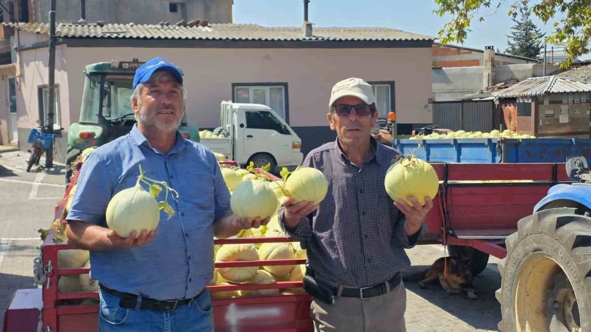 Balıkesir'de ata tohumlu beyaz kavun hasadı başladı
