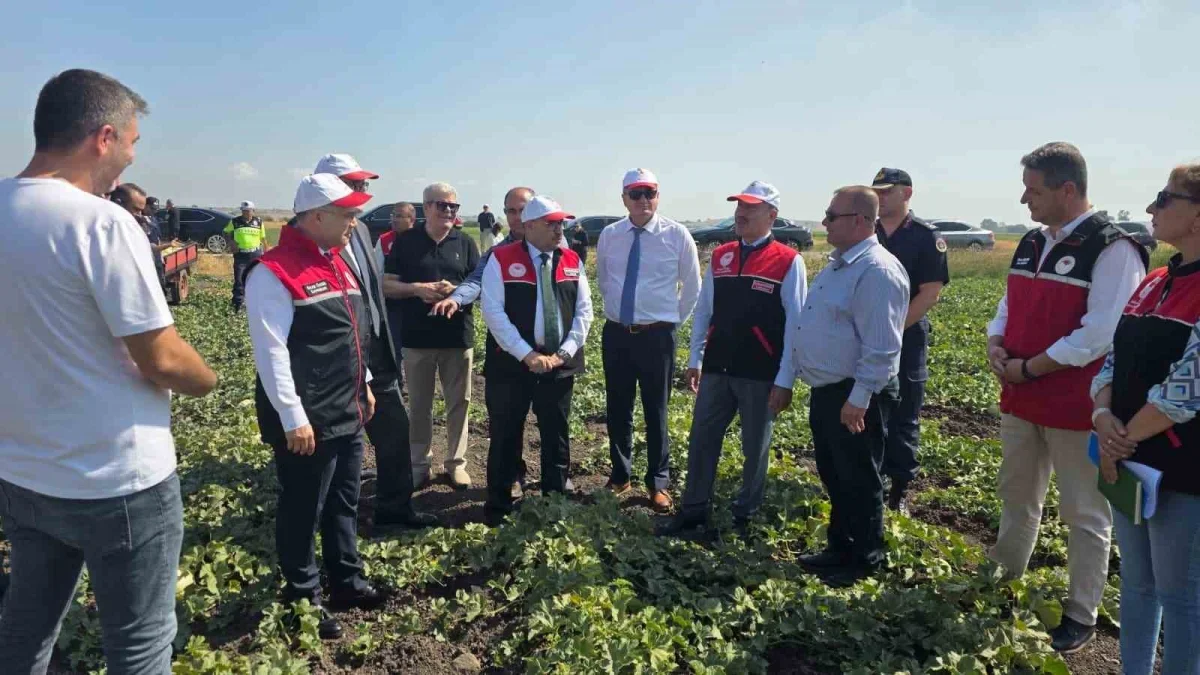 Balıkesir'de ata tohumlu beyaz kavun hasadı başladı