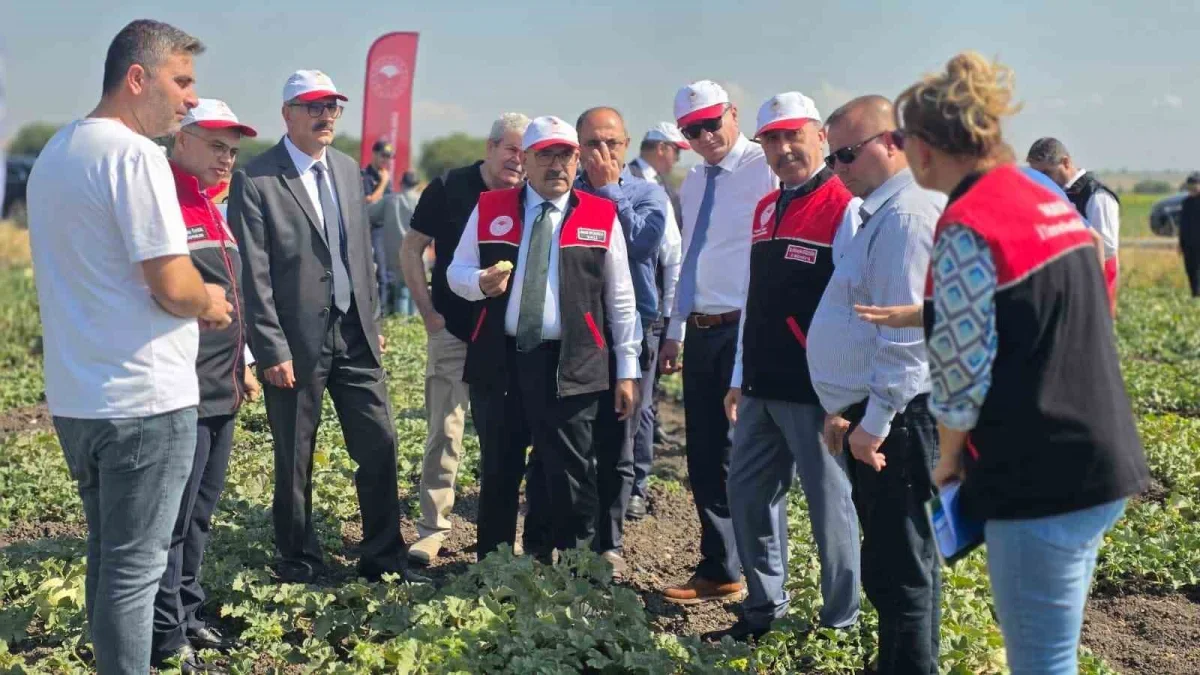 Balıkesir'de ata tohumlu beyaz kavun hasadı başladı