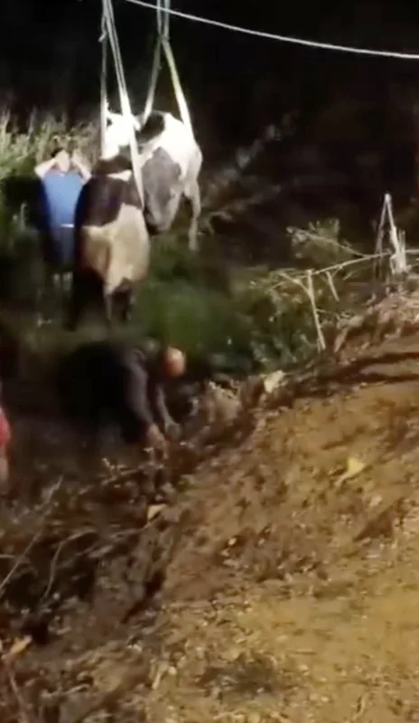 Arnavutköy'de iş makineli inek kurtarma operasyonu