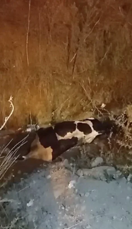 Arnavutköy'de iş makineli inek kurtarma operasyonu