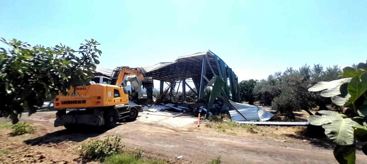 Osmangazi'de zeytinliğe yapılan kaçak depo iş makinesiyle yıkıldı