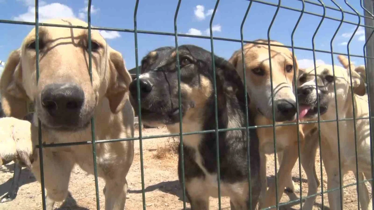 Gölyazı'da gönüllü barınak: Bin 200 köpeğe yuva oldu