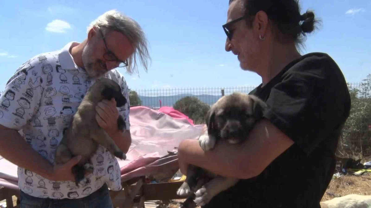 Gölyazı'da gönüllü barınak: Bin 200 köpeğe yuva oldu