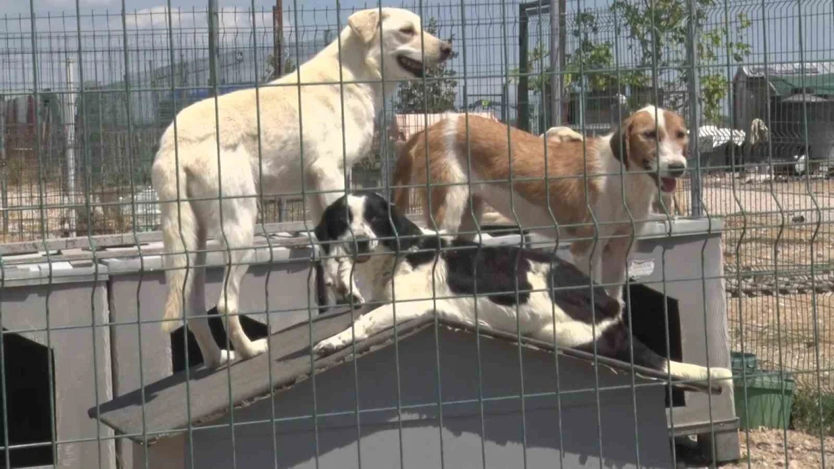 Gölyazı'da gönüllü barınak: Bin 200 köpeğe yuva oldu