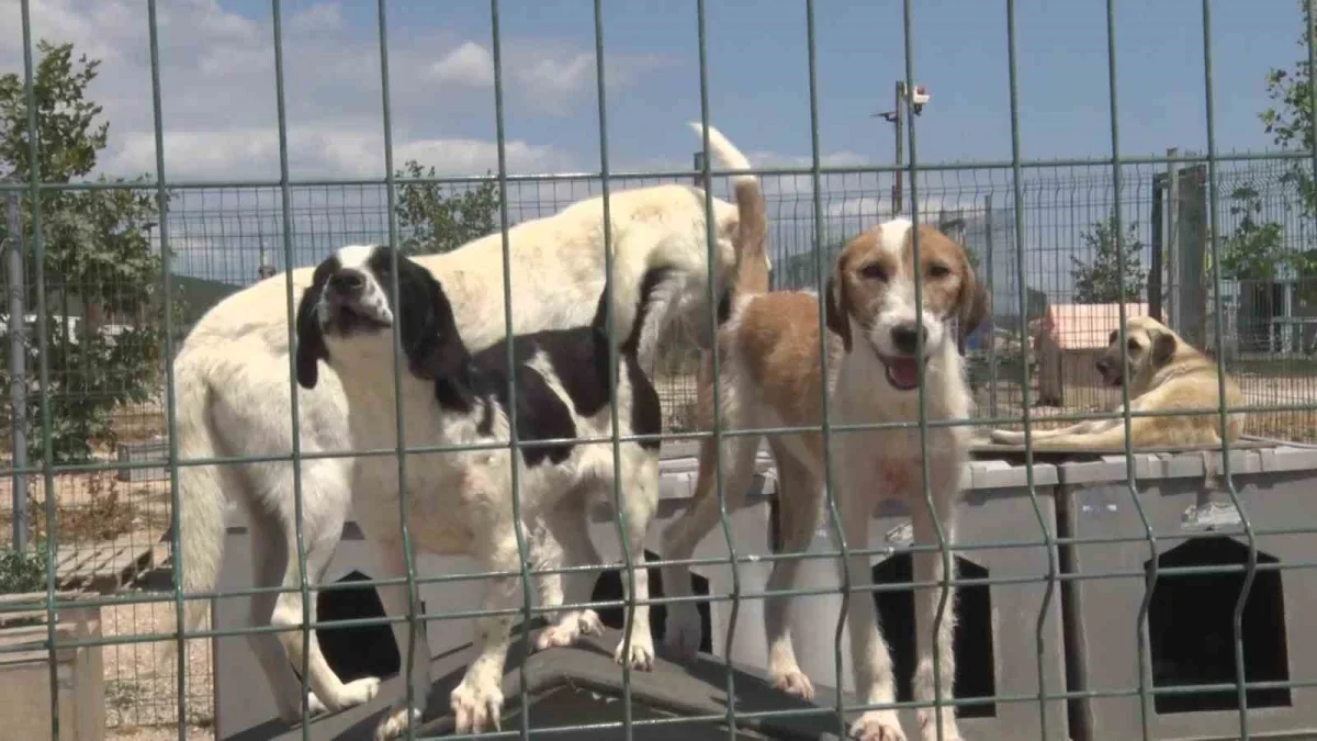 Gölyazı'da gönüllü barınak: Bin 200 köpeğe yuva oldu