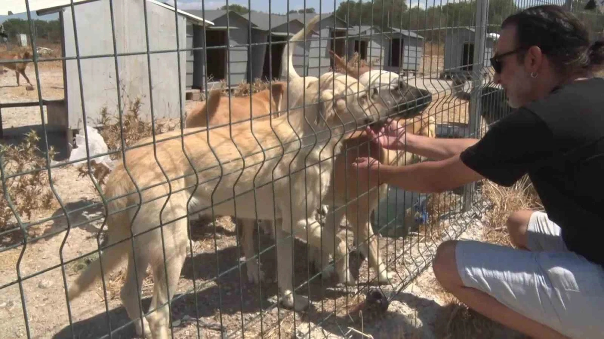Gölyazı'da gönüllü barınak: Bin 200 köpeğe yuva oldu