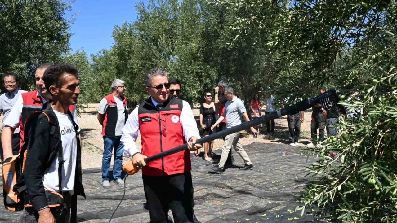 Dikili'de sezonun ilk zeytin hasadı Bademli'de başladı