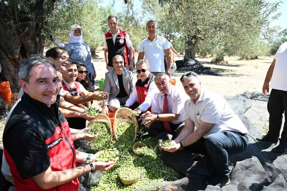 Dikili'de sezonun ilk zeytin hasadı Bademli'de başladı