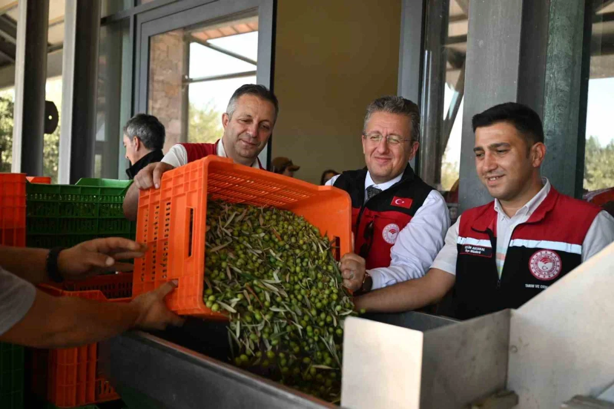 Dikili'de sezonun ilk zeytin hasadı Bademli'de başladı