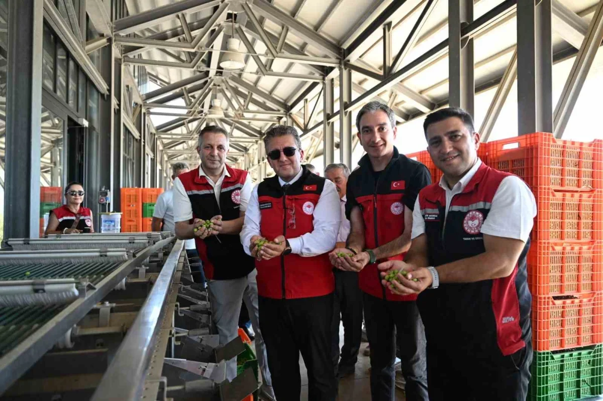 Dikili'de sezonun ilk zeytin hasadı Bademli'de başladı