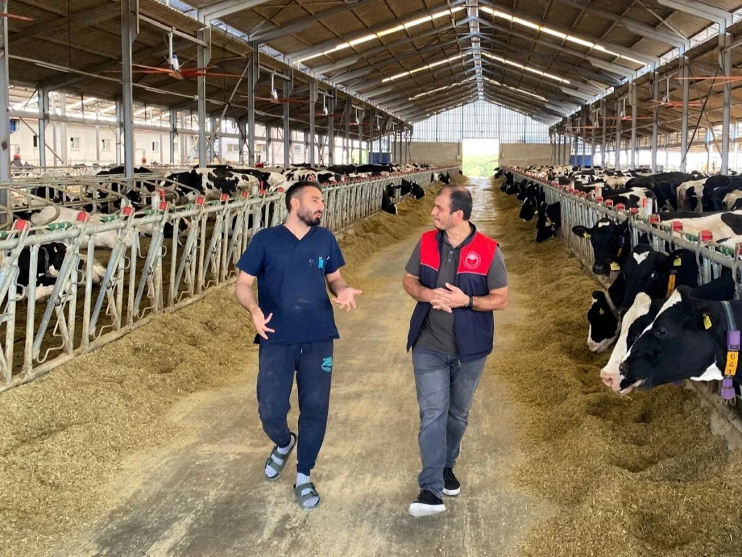 Pınarhisar'da üçüz buzağı doğumu işletmede sevinç yarattı