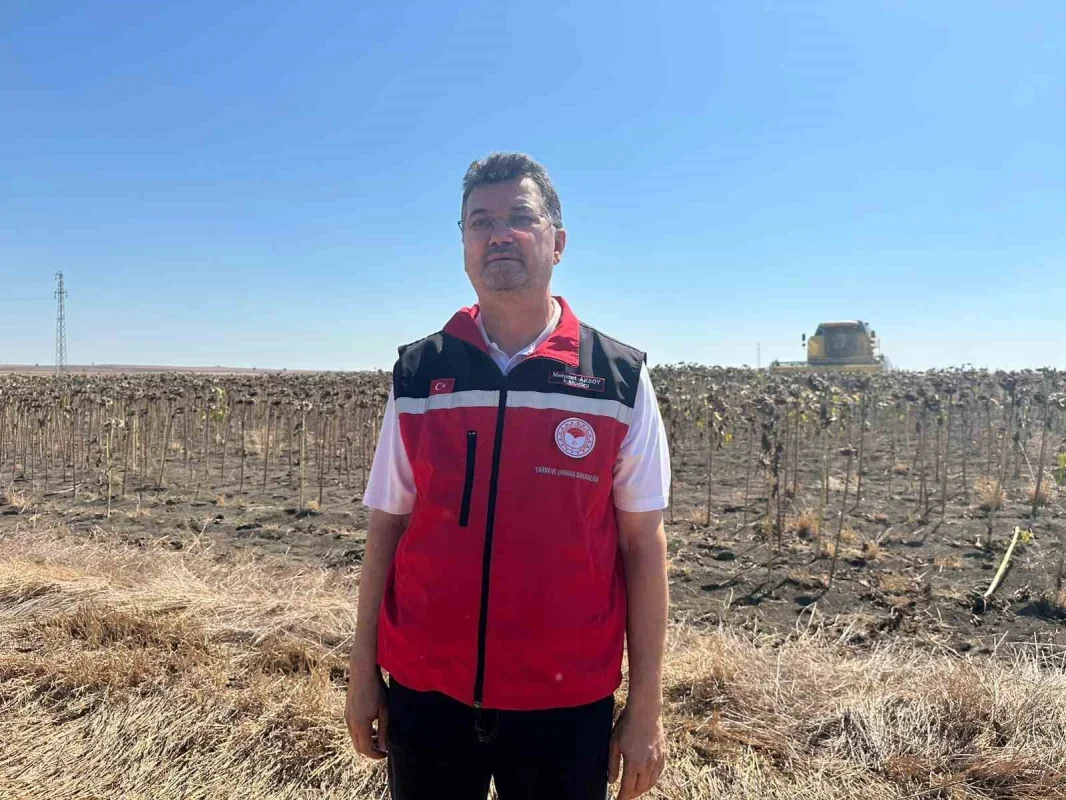 Tekirdağ'da ayçiçeğinde iklim sınavı: 11 çeşit denendi