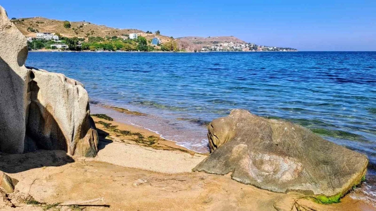 Kapıdağ'da yavru vatoz kıyıya yakın bölgede görüntülendi