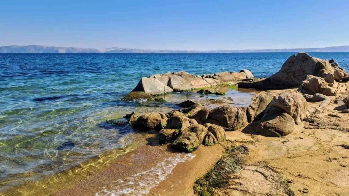 Kapıdağ'da yavru vatoz kıyıya yakın bölgede görüntülendi