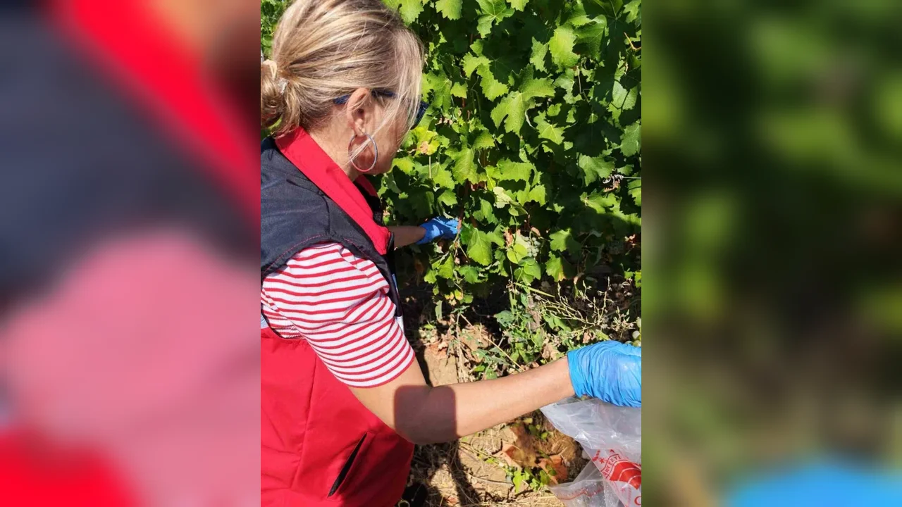 Tekirdağ'da üzüm bağlarında hasat öncesi pestisit denetimi
