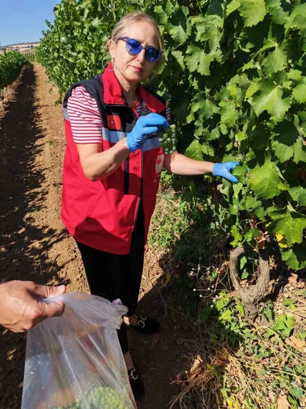 Tekirdağ'da üzüm bağlarında hasat öncesi pestisit denetimi